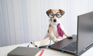 A small dog wearing large round glasses, a white collar, and a pink striped tie is sitting at a desk with its front paws on a laptop keyboard.