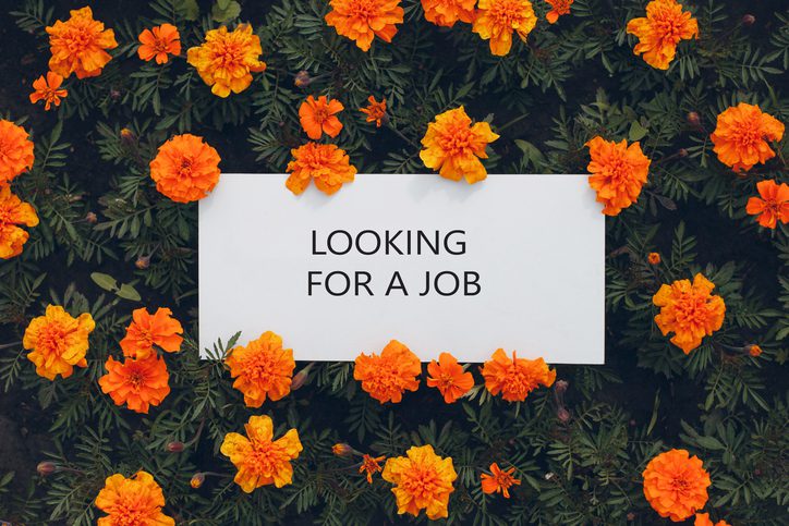 White paper poster on flowerbed. Blank template sheet with inscription Looking for a job in flowers